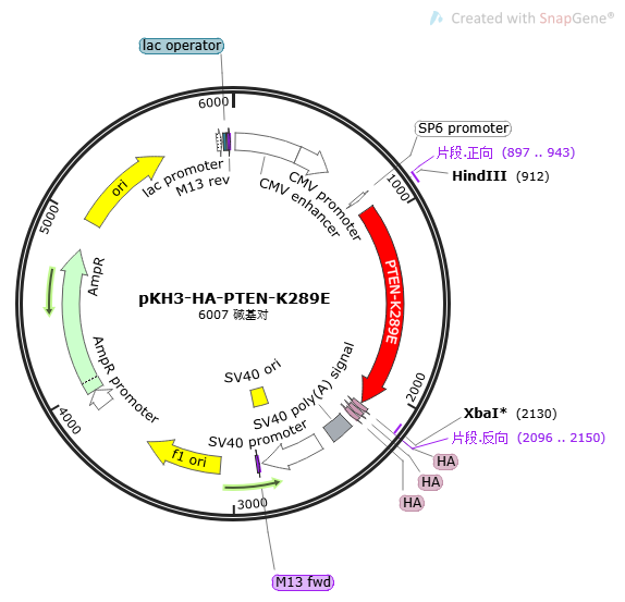 pKH3-HA-PTEN-K289E